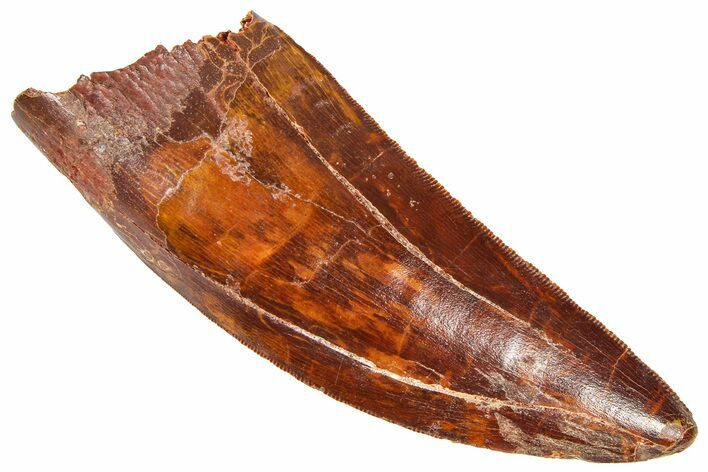 Serrated, Carcharodontosaurus Tooth - Real Dinosaur Tooth #364773